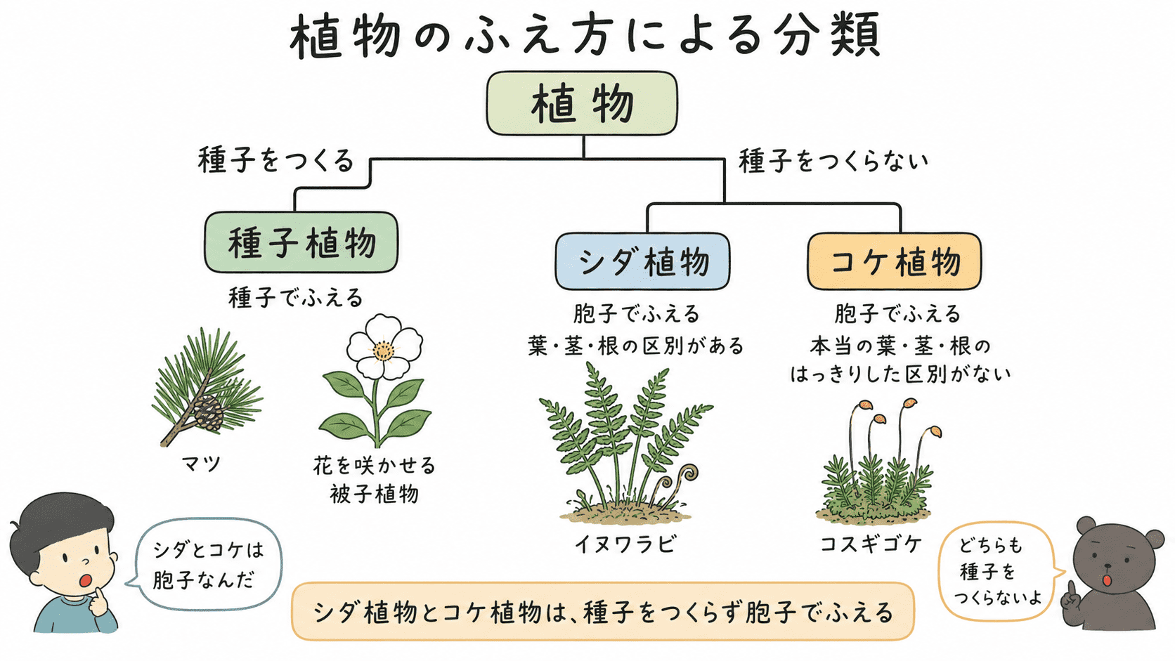植物を種子をつくる種子植物と、胞子でふえるシダ植物・コケ植物に分けた分類図