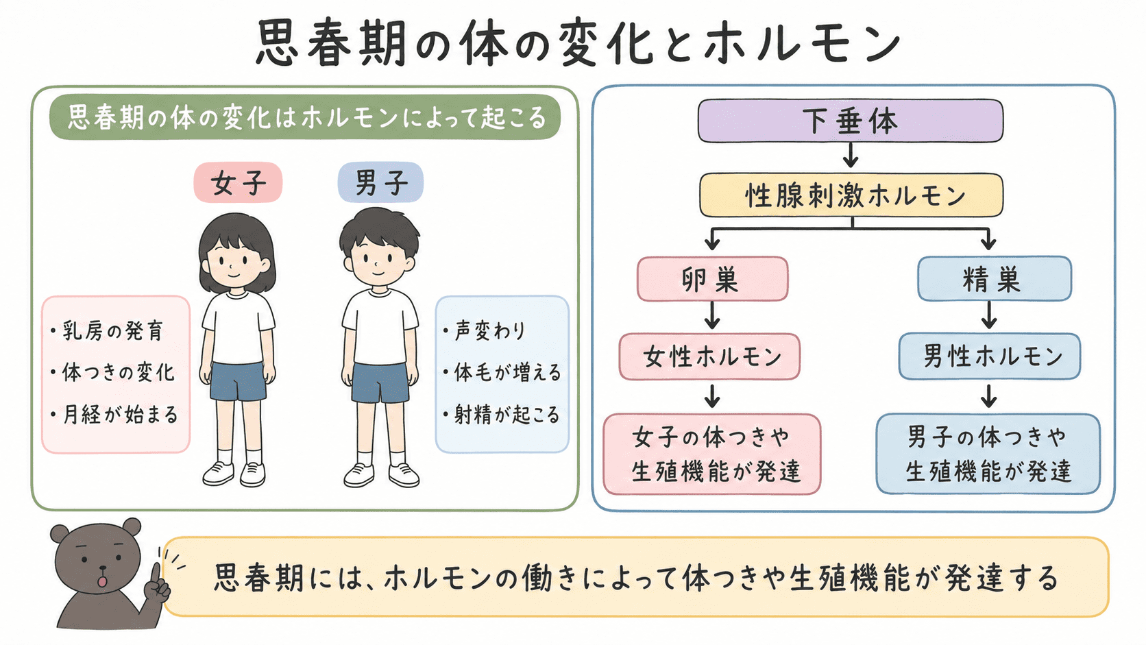 思春期に下垂体から性腺刺激ホルモンが分泌され、卵巣や精巣に働きかけて女性ホルモン・男性ホルモンが分泌される流れを示した図