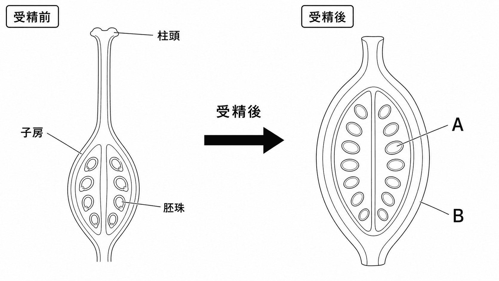 被子植物の受精前の子房と胚珠から、受精後にできるAとBを答える問題用の図