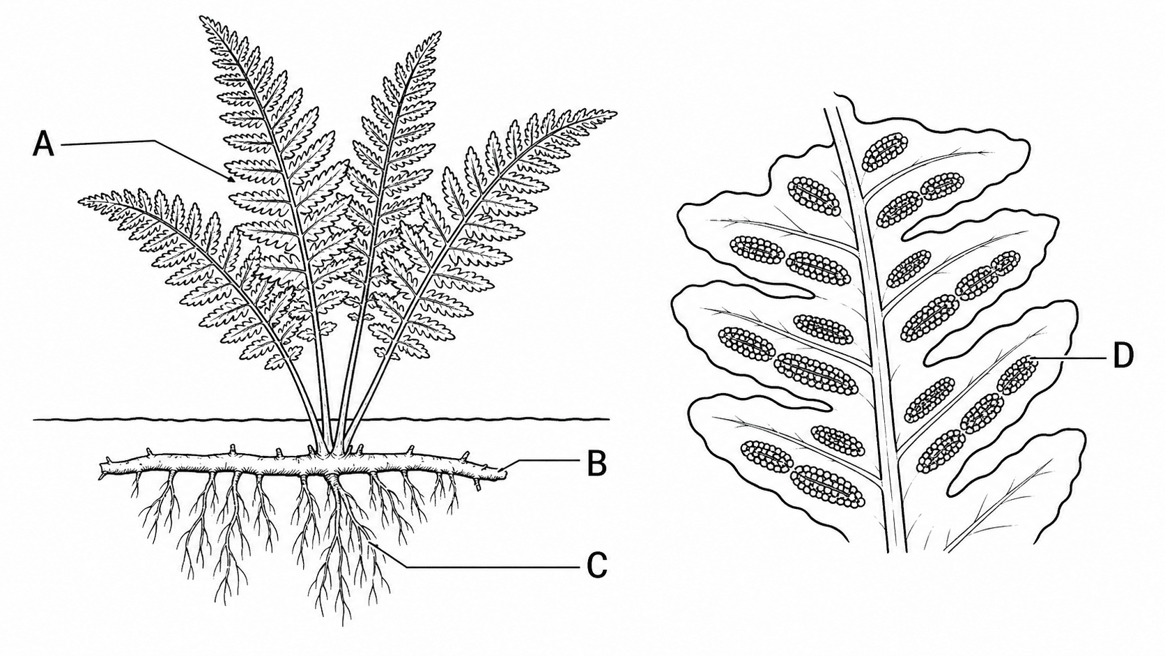 シダ植物の葉・地下茎・根・葉の裏の胞子のうをAからDで示した白黒問題図