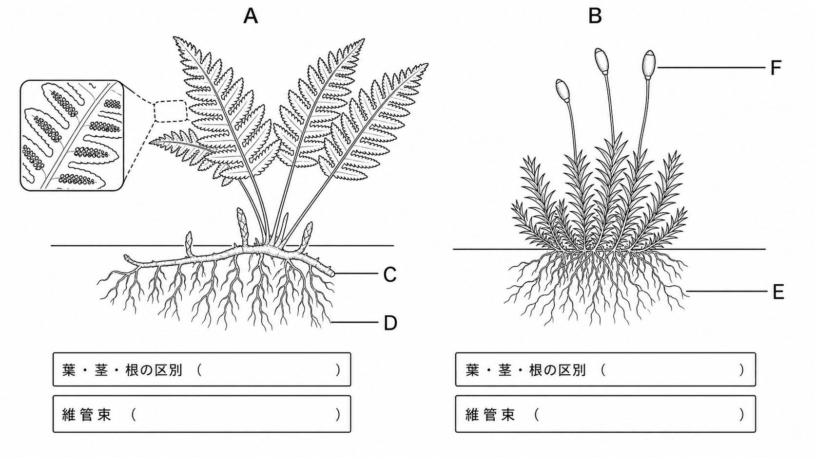 シダ植物とコケ植物の葉・茎・根、地下茎、仮根、胞子のうをAからFで示した白黒比較問題図