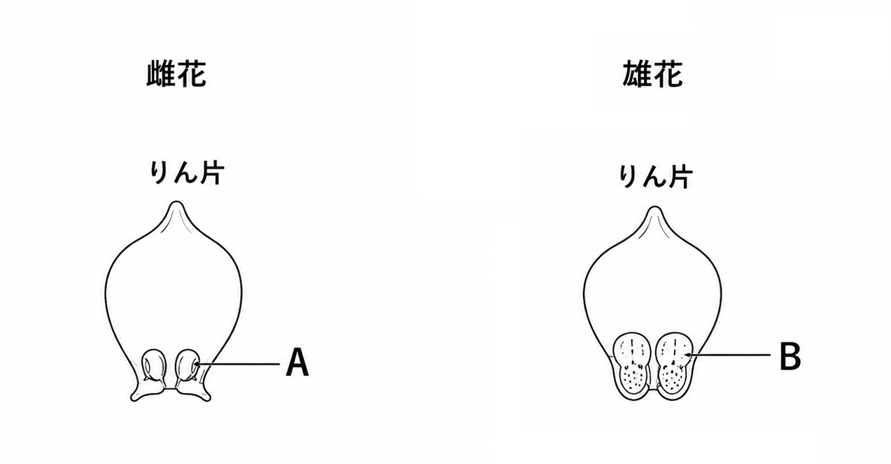 マツの雌花のりん片につくAと、雄花のりん片につくBの名称を答える問題用の図