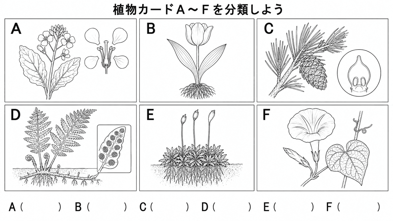 アブラナ、チューリップ、マツ、イヌワラビ、ゼニゴケ、アサガオの特徴をAからFで示した白黒分類問題図