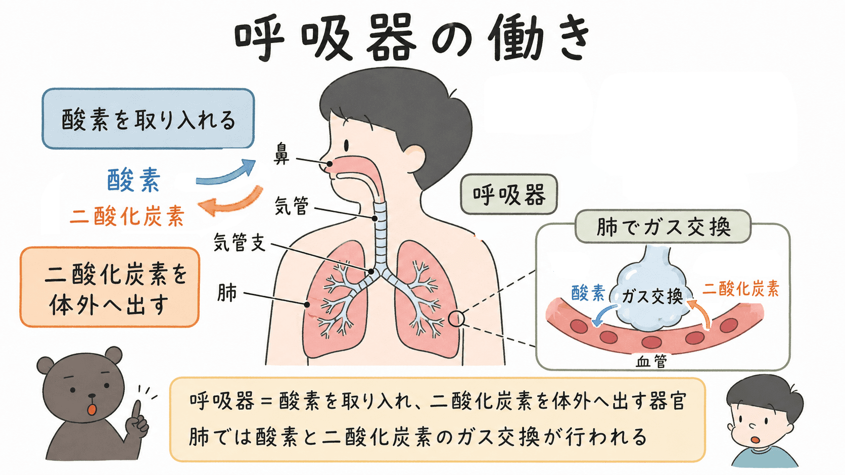 循環器が血液を全身にめぐらせ、肺で酸素を受け取り、細胞で二酸化炭素を回収する流れを説明した図解