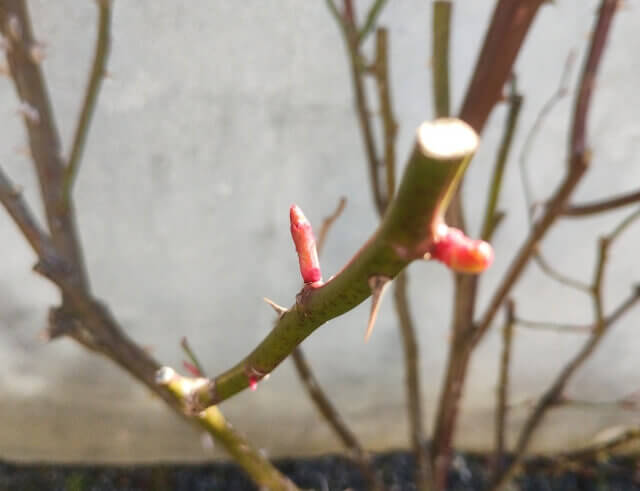 薔薇の新芽の画像