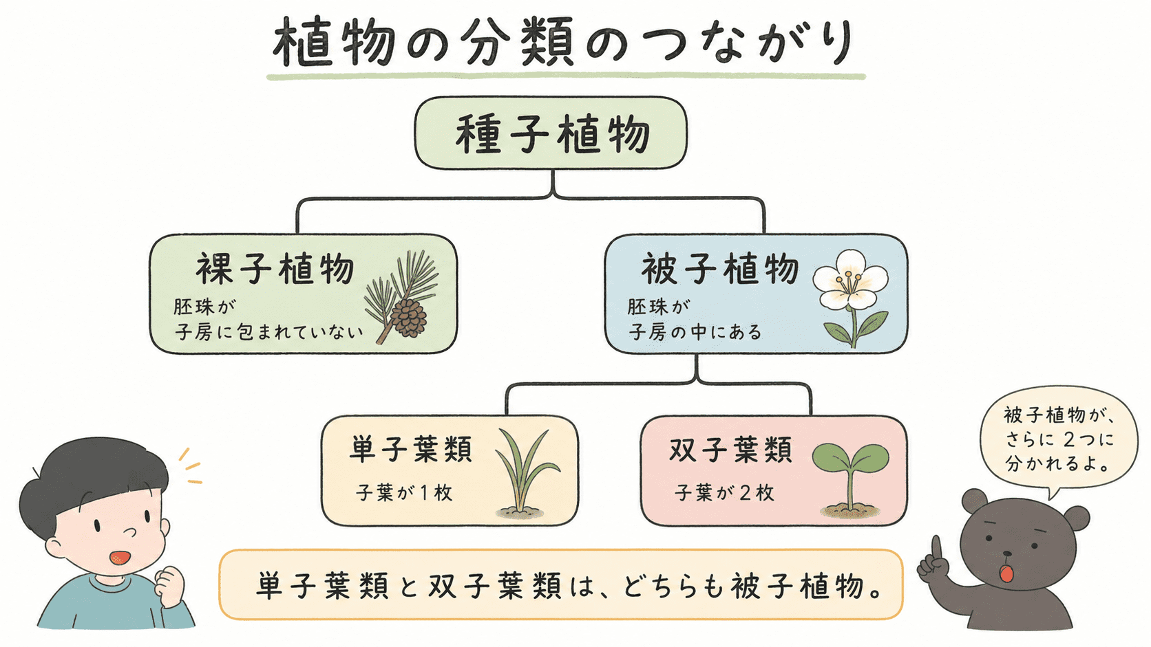 種子植物が裸子植物と被子植物に分かれ、被子植物がさらに単子葉類と双子葉類に分かれることを示した分類図