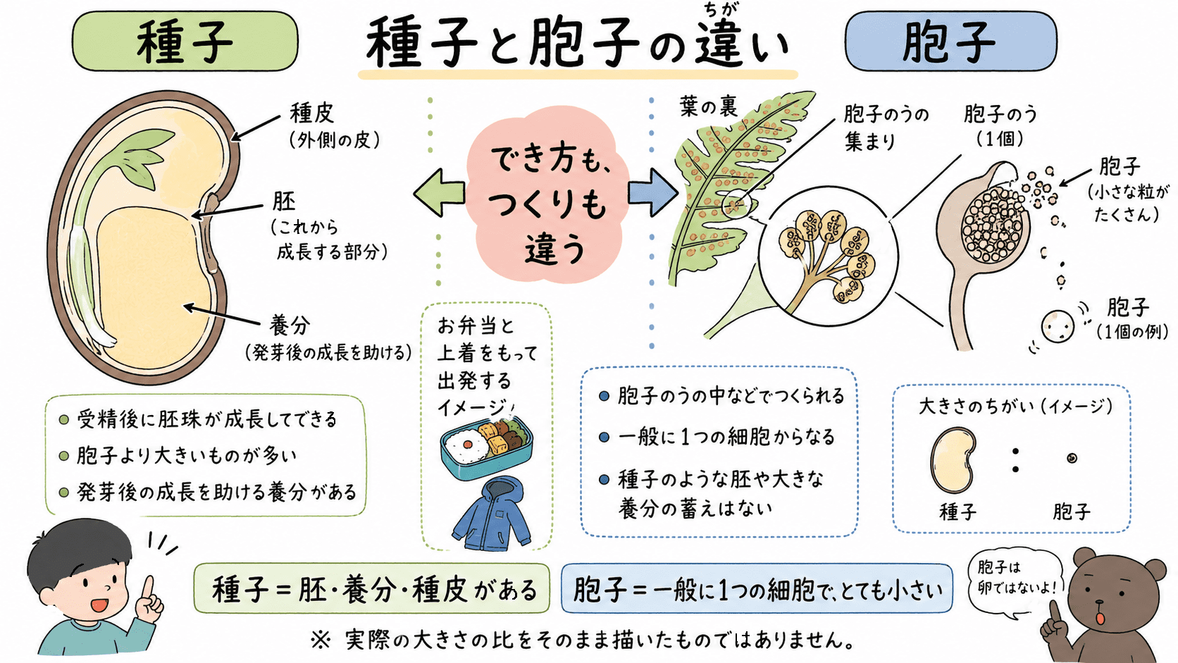 胚・養分・種皮をもつ種子と、一般に1つの細胞からなり非常に小さい胞子の違いを比較した図解