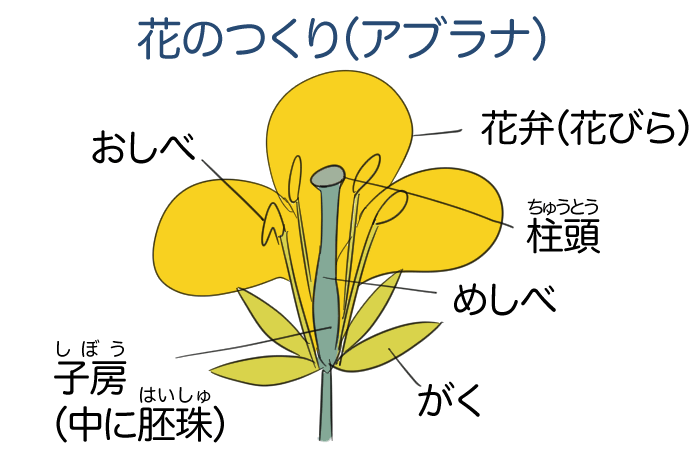 アブラナの花のつくりのイラスト