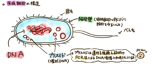 原核細胞の構造のイラスト