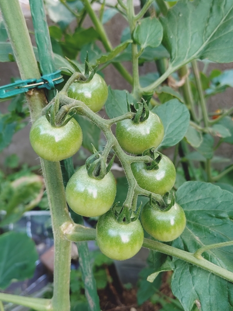 まだ青いミニトマトの実の画像