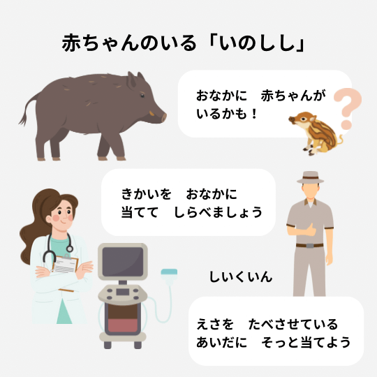 お腹に赤ちゃんがいるいのししを診るエピソードの図解イラスト